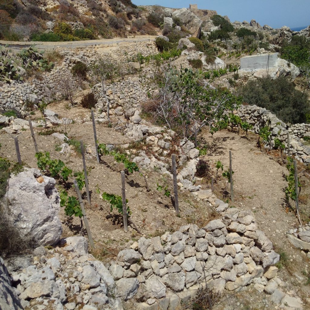 Agriculture Daħlet Qorrot