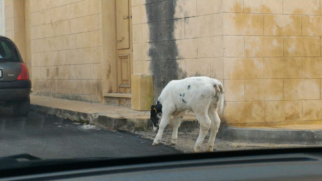 A veal on the road
