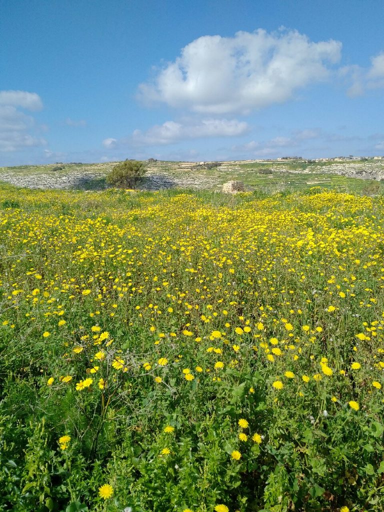 Yellow Daisy