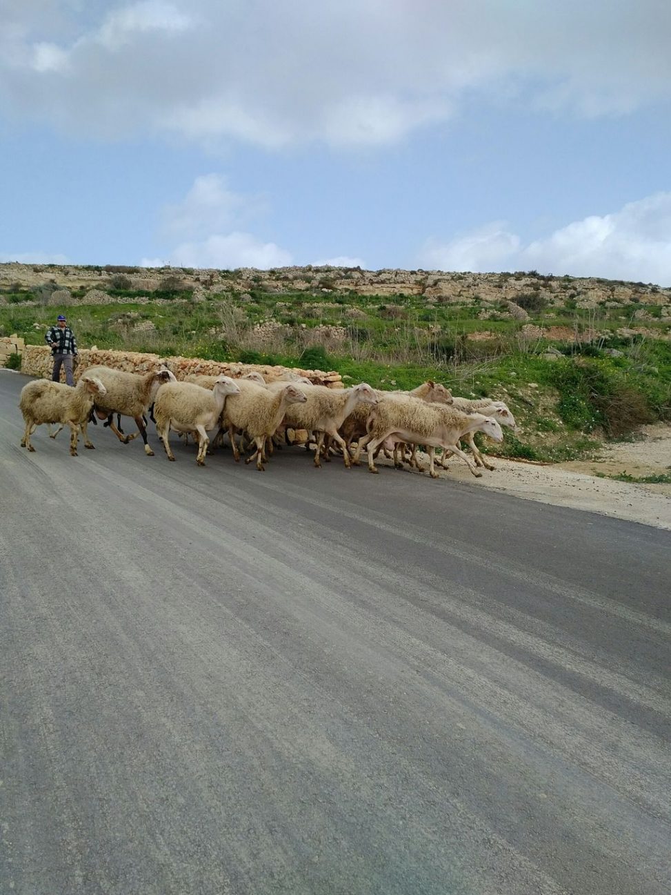 Sheeps on the road to Hondoq Bay