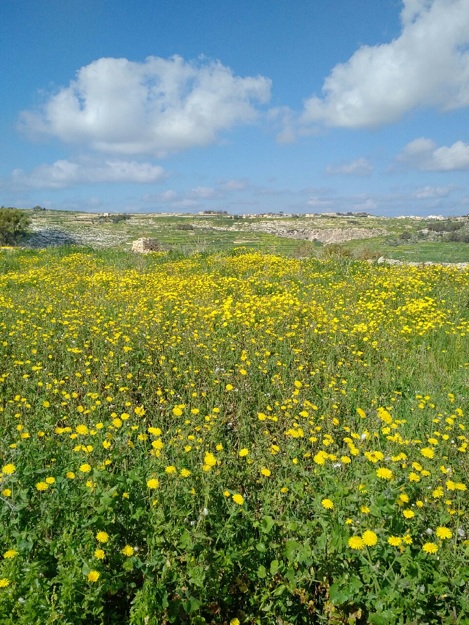 Gozo Yellow flowers